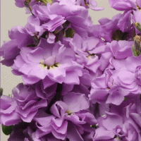  Katz Lavender Blue - 10 
