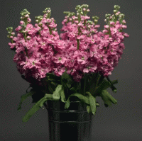  Katz Pink - 10 
