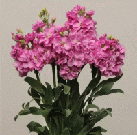  Katz Pink - 10 