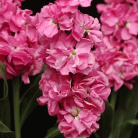  Katz Pink - 10 