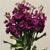  Katz Purple - 10 