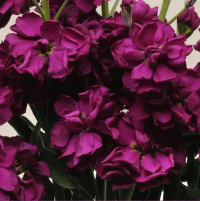  Katz Purple - 10 