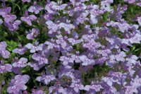  Palace Lilac - 10 