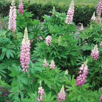  Lupini Pink Shades - 5 