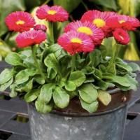  Bambino Red - 10   NEW!!!