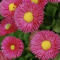  Bambino Rose - 10   NEW!!!