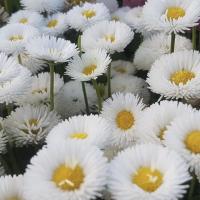  Bambino White - 10   NEW!!!