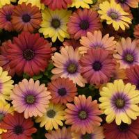  Akila Hawaii Sunset Mix - 3   NEW!!!