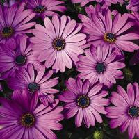 Asti Lavender Shades - 3 