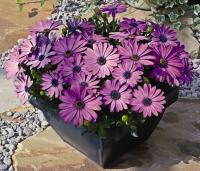  Asti Lavender Shades - 3 
