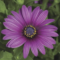  Asti Purple - 3 