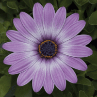 Asti Purple Bicolor - 3 