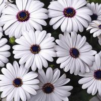  Asti White - 3 