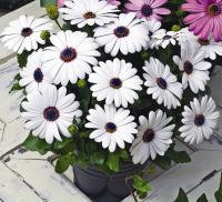  Asti White - 3 