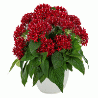  Graffiti Deep Red - 5   NEW!!!