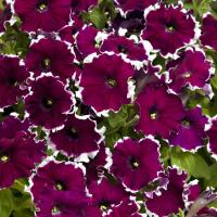   Candy Burgundy Picotee - 10 