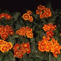  Bellissima Tagetes - 5 