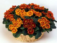  Bellissima Tagetes - 5 