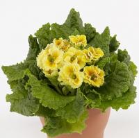  Sirococco Yellow - 5 