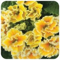  Sirococco Yellow - 5 