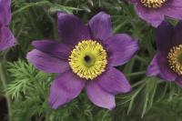  Pinwheel Blue Violet Shades - 10 