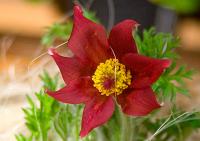  Pinwheel Dark Red Shades - 10 