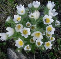  Pinwheel White - 10 