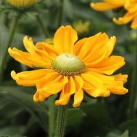  Amarillo Gold  - 5 