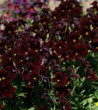 ������������� Royale Chocolate - 5 ��