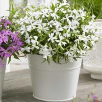  Silky White - 10   NEW!!!