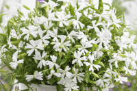 Silky White - 10   NEW!!!