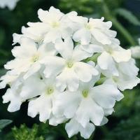  Obsession White - 10 