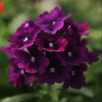  Quartz XP Purple - 10 