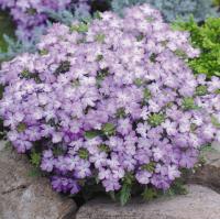  Tuscany Lavender Picotee - 10 