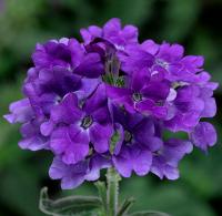  Tusany Blue Impr. - 10 