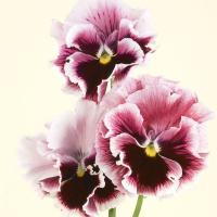  Flamenco Tricolor Rose - 5 