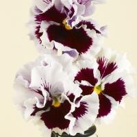  Flamenco White with Blotch - 5 