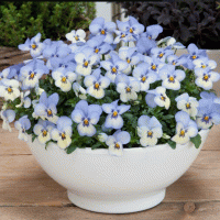  Floral Power Blue Picotee - 5 