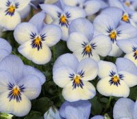  Floral Power Blue Picotee - 5 