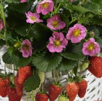 ��������� Frisan - 3 ��