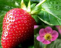 ��������� Frisan - 3 ��