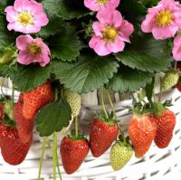 ��������� Gasana - 3 ��