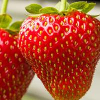 ��������� Soraya - 3 ��