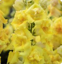  Sweet Duet Bright Yellow - 10   NEW!!!