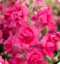  Sweet Duet Rose Shades - 10   NEW!!!