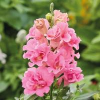  Twinny Rose - 10 