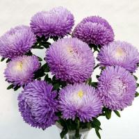   Balloon Lavender - 10 