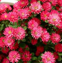 ����� ��������� Trobador Red Shades - 10 ��