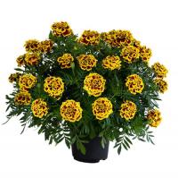   Mango Tango - 10   NEW!!!