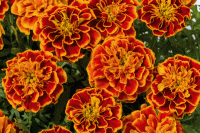   Super Hero Orange Flame - 10 